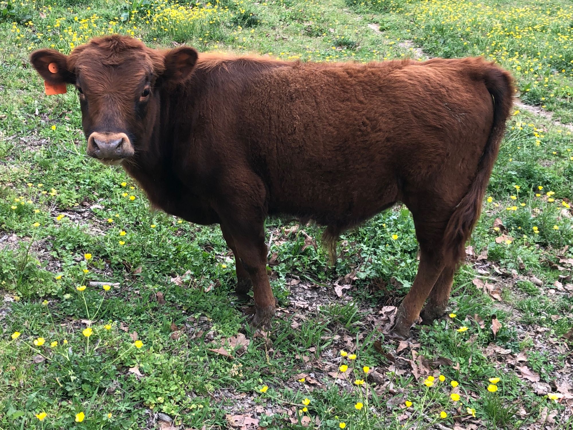 Carolina Dexters Calves for Sale